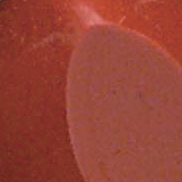 Envy (L24) image 0